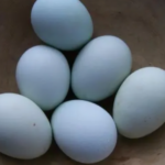 Heirloom Blue Eggs 12524