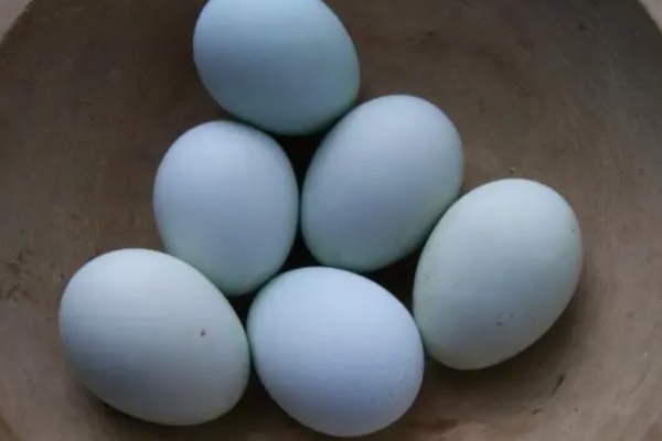 Heirloom Blue Eggs 12524