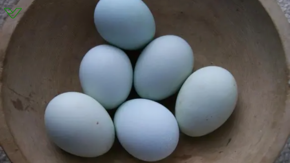 Heirloom Blue Eggs 12524