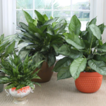 Pamacrystial Plant