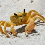 Turali Land Crab