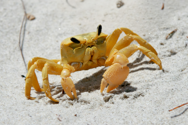 Turali Land Crab