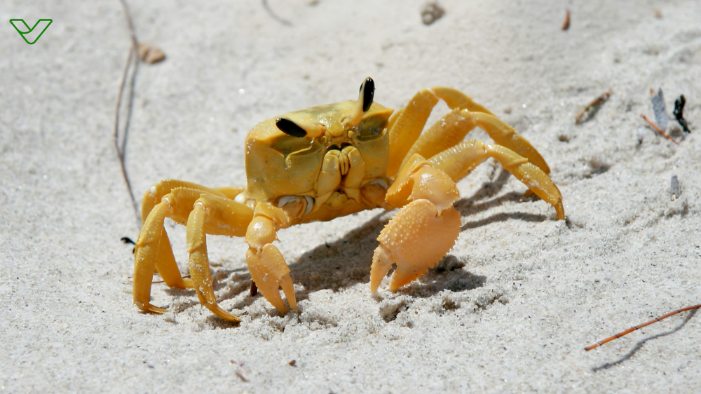 Turali Land Crab