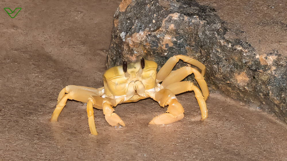 Turali Land Crab