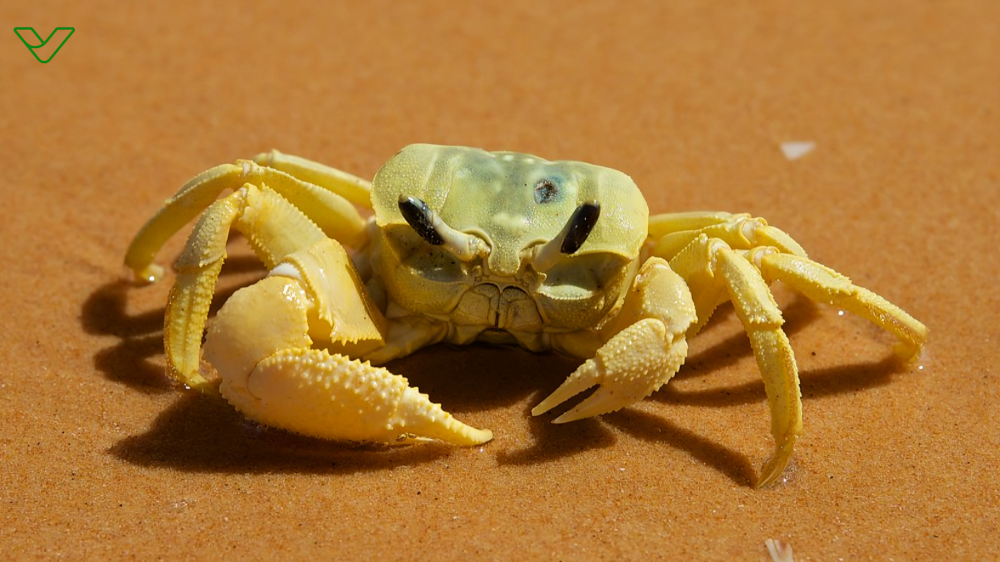 Turali Land Crab