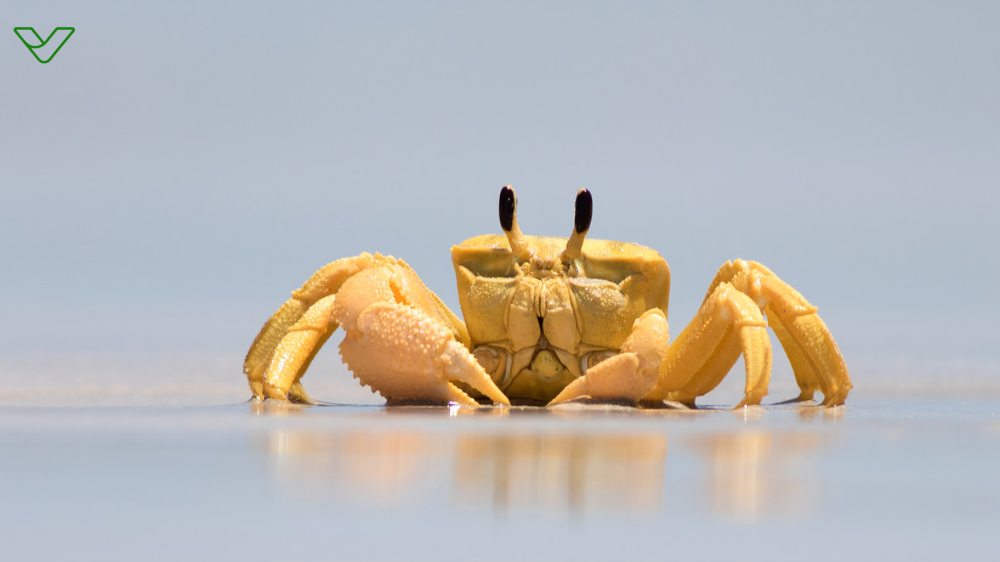 Turali Land Crab