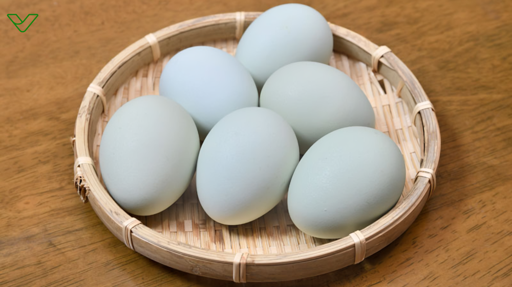 Heirloom Blue Eggs 12524